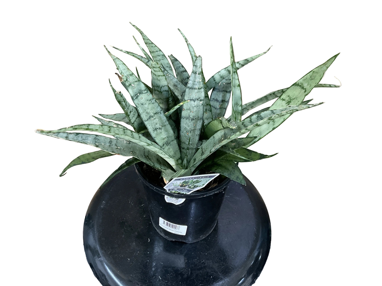 140 mm Sansevieria