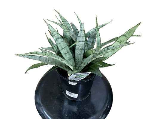 140 mm Sansevieria Silver Princess