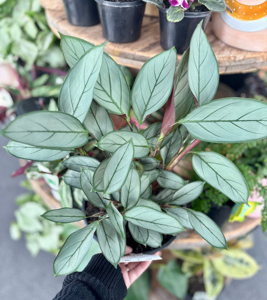 200mm Ctenanthe Grey Star
