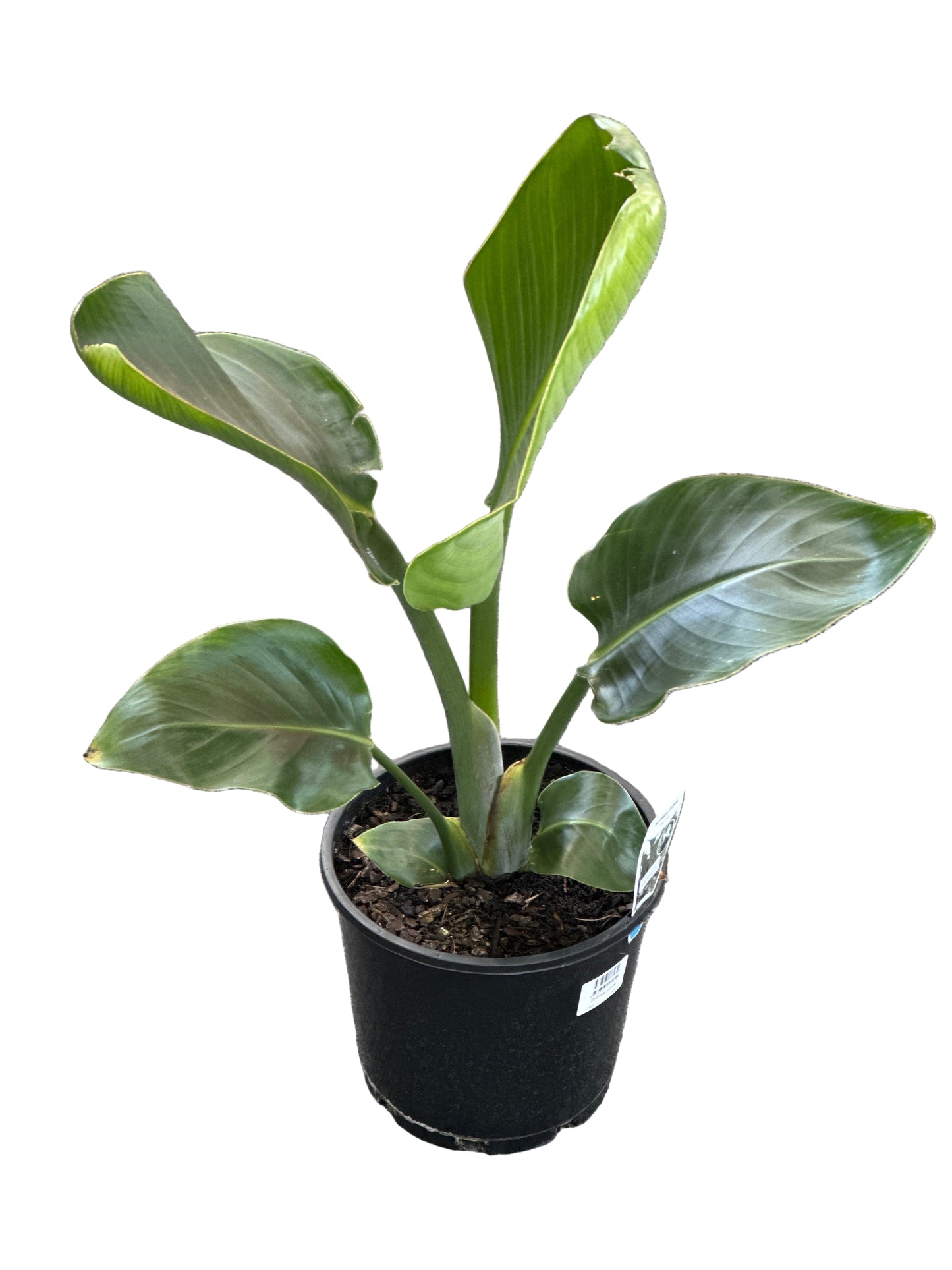 Bird of Paradise - Nicolai