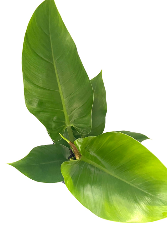 200mm Philodendron Imperial Green