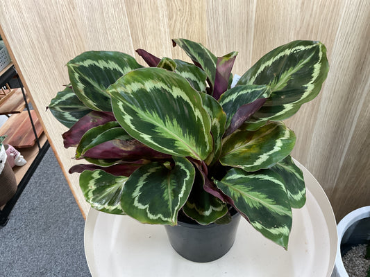 Calathea Shine Star