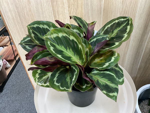 Calathea Shine Star