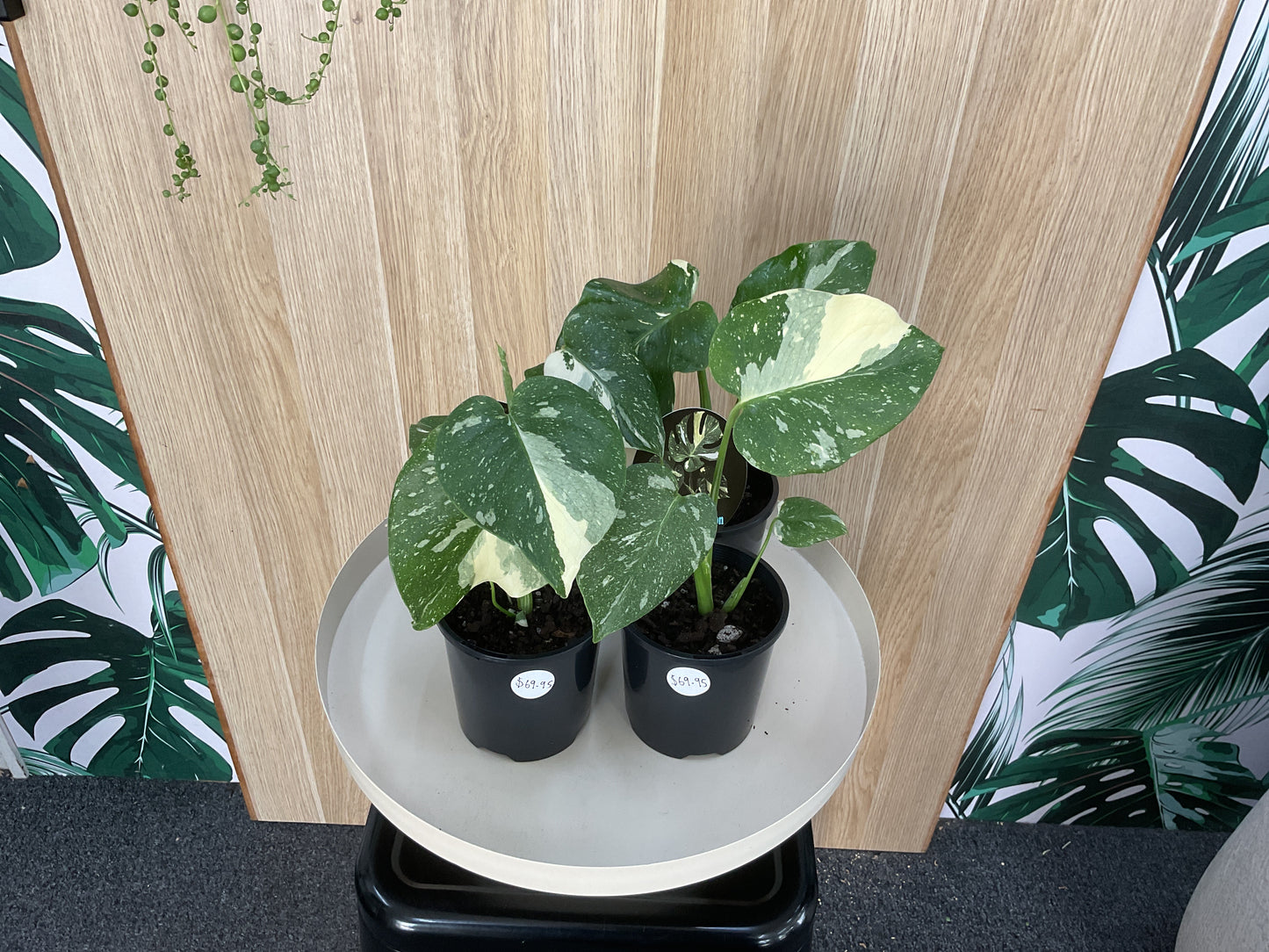 Monstera Thai Constellation