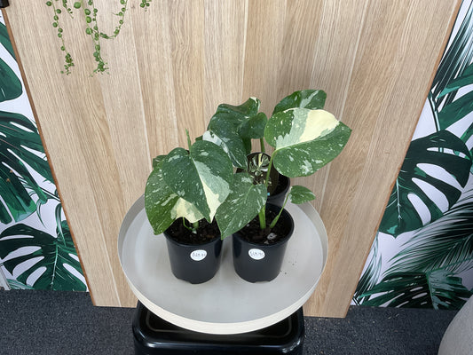 Monstera Thai Constellation