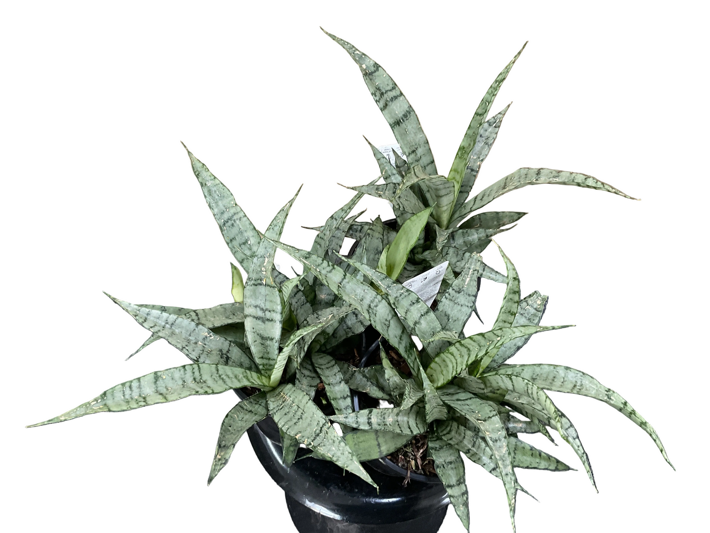 140mm Silver Princess Sansevieria