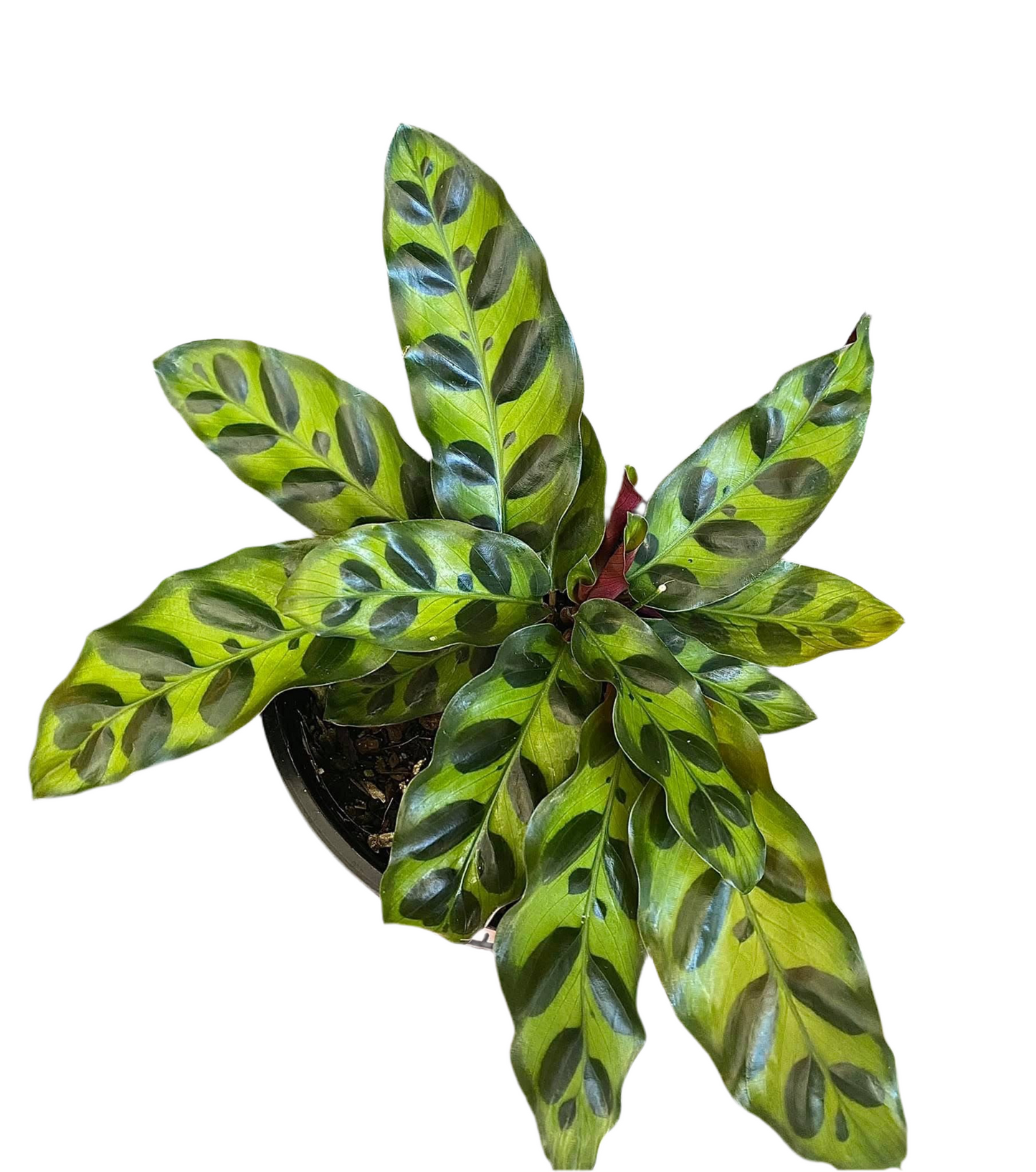 130mm Calathea Rattlesnake