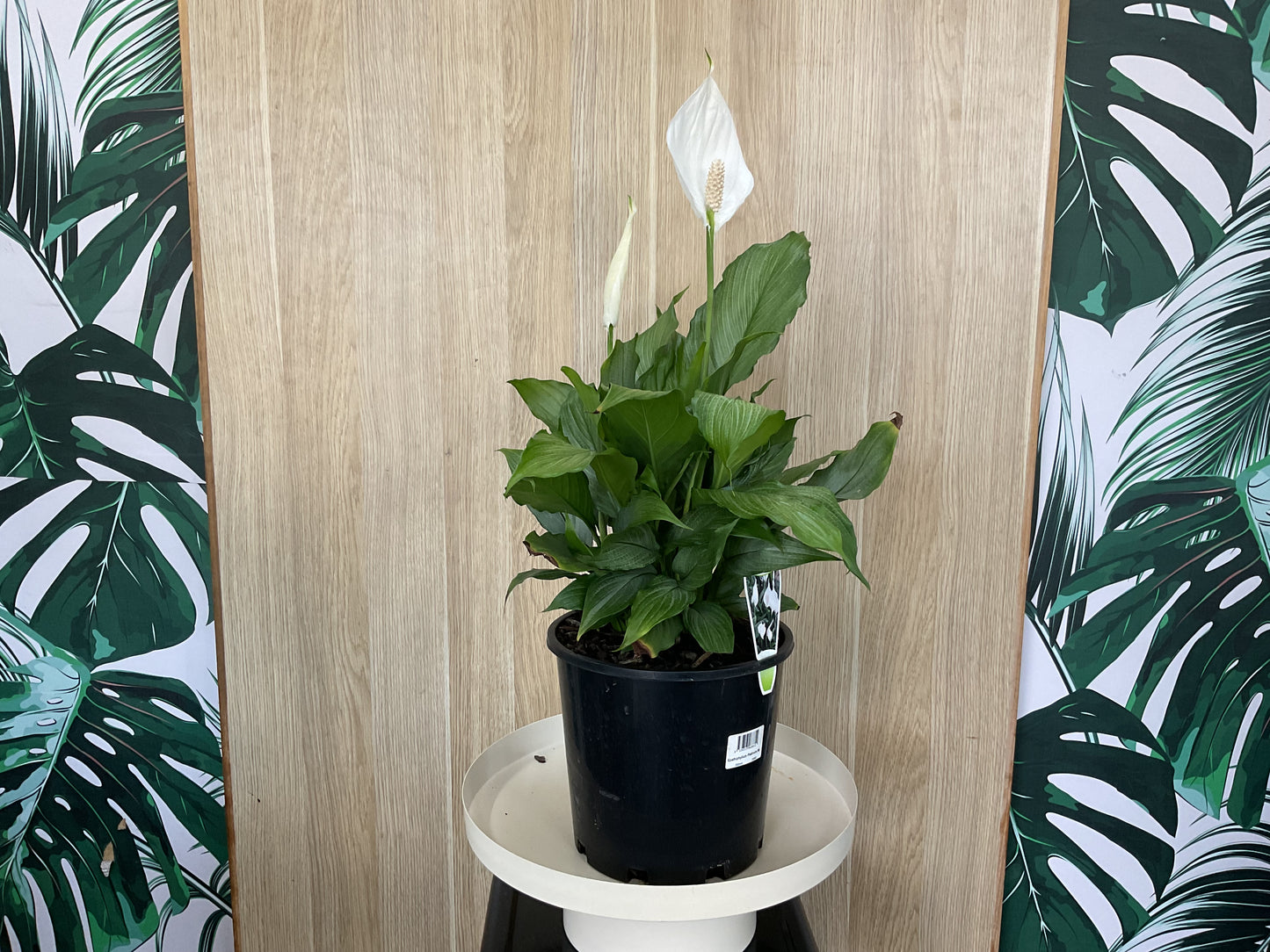 Spathiphyllum Platinum Mist