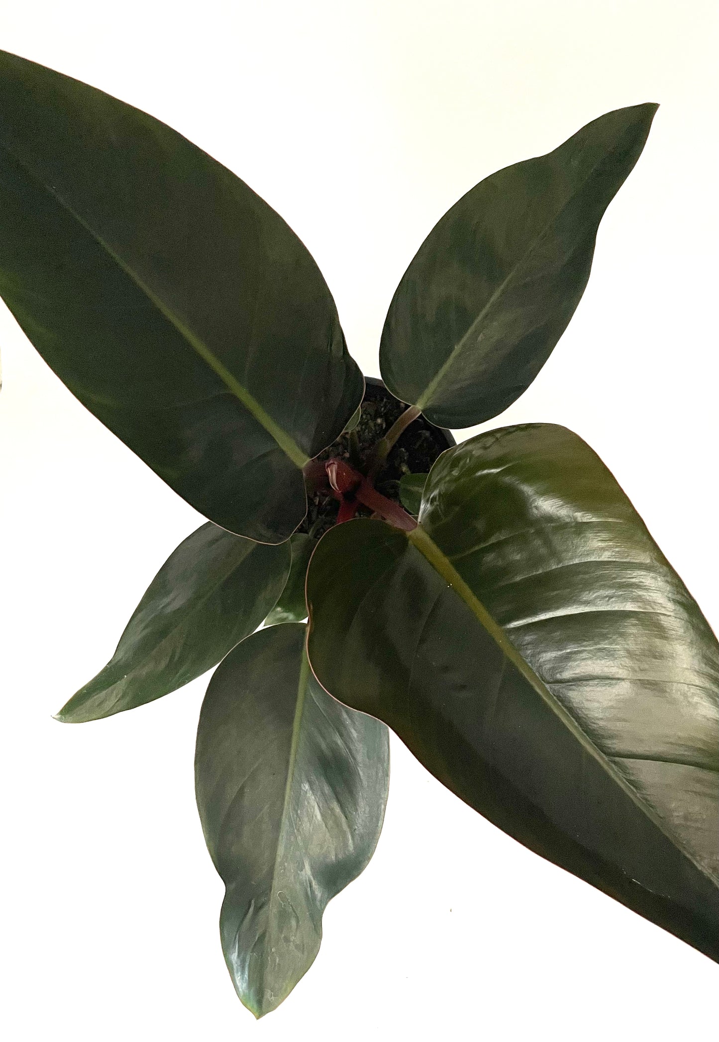 200mm Philodendron Rojo Congo