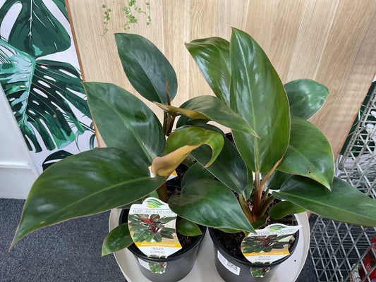 Philodendron Rojo Congo