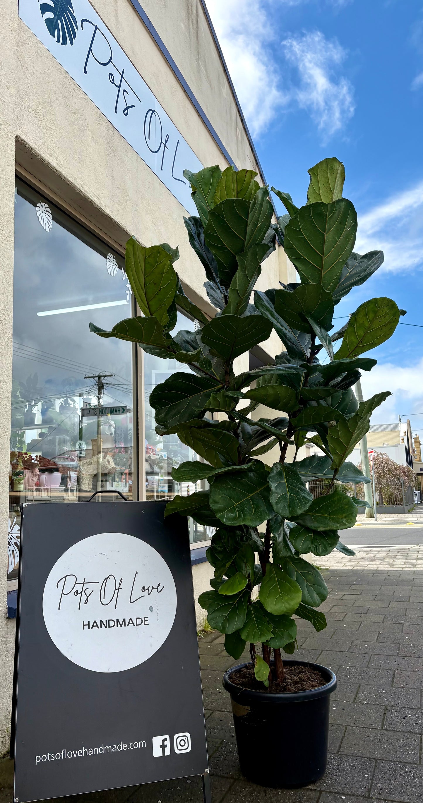 400mm HUGE Fiddle Leaf Fig