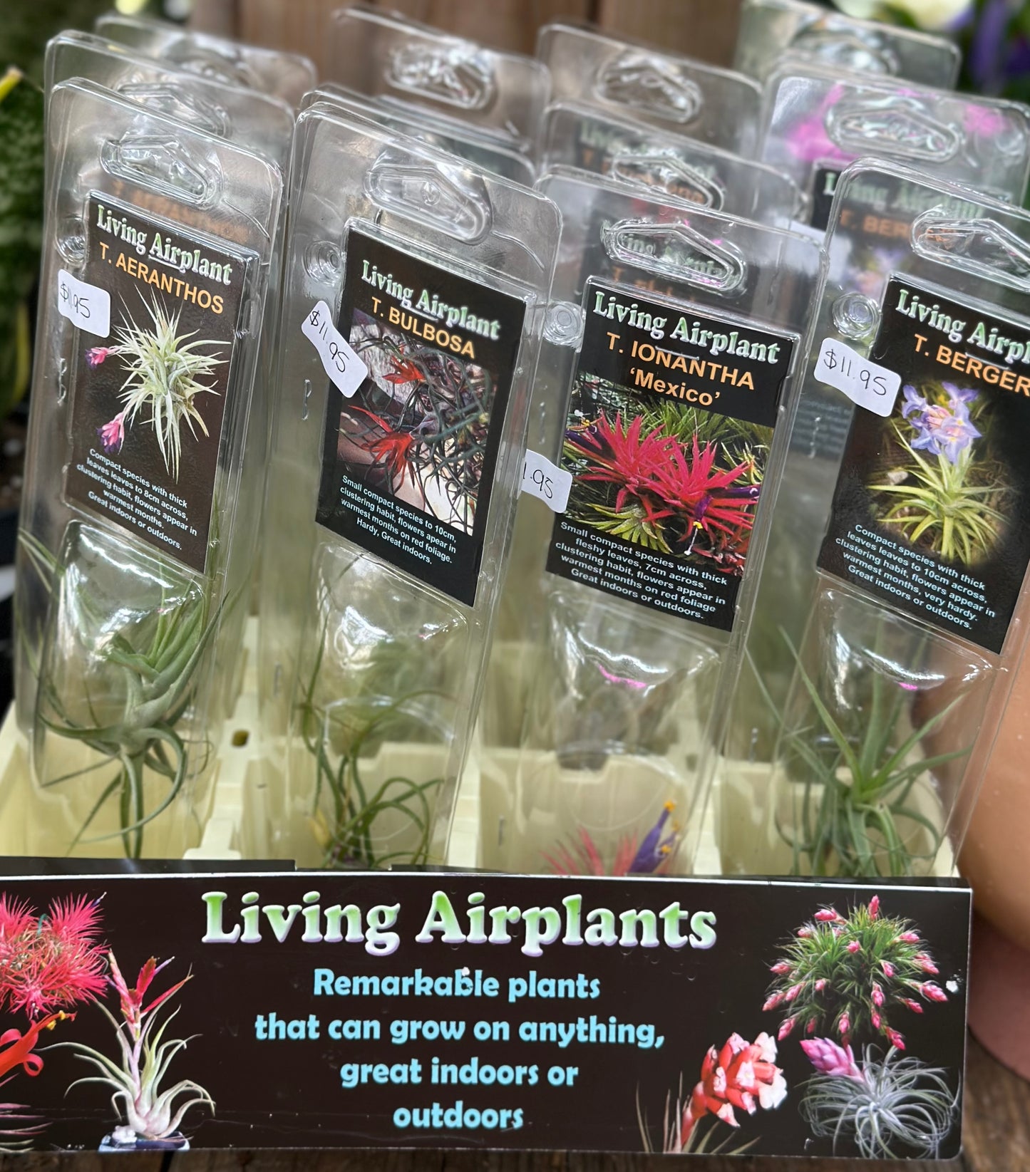 Living Airplants -Tillandsia
