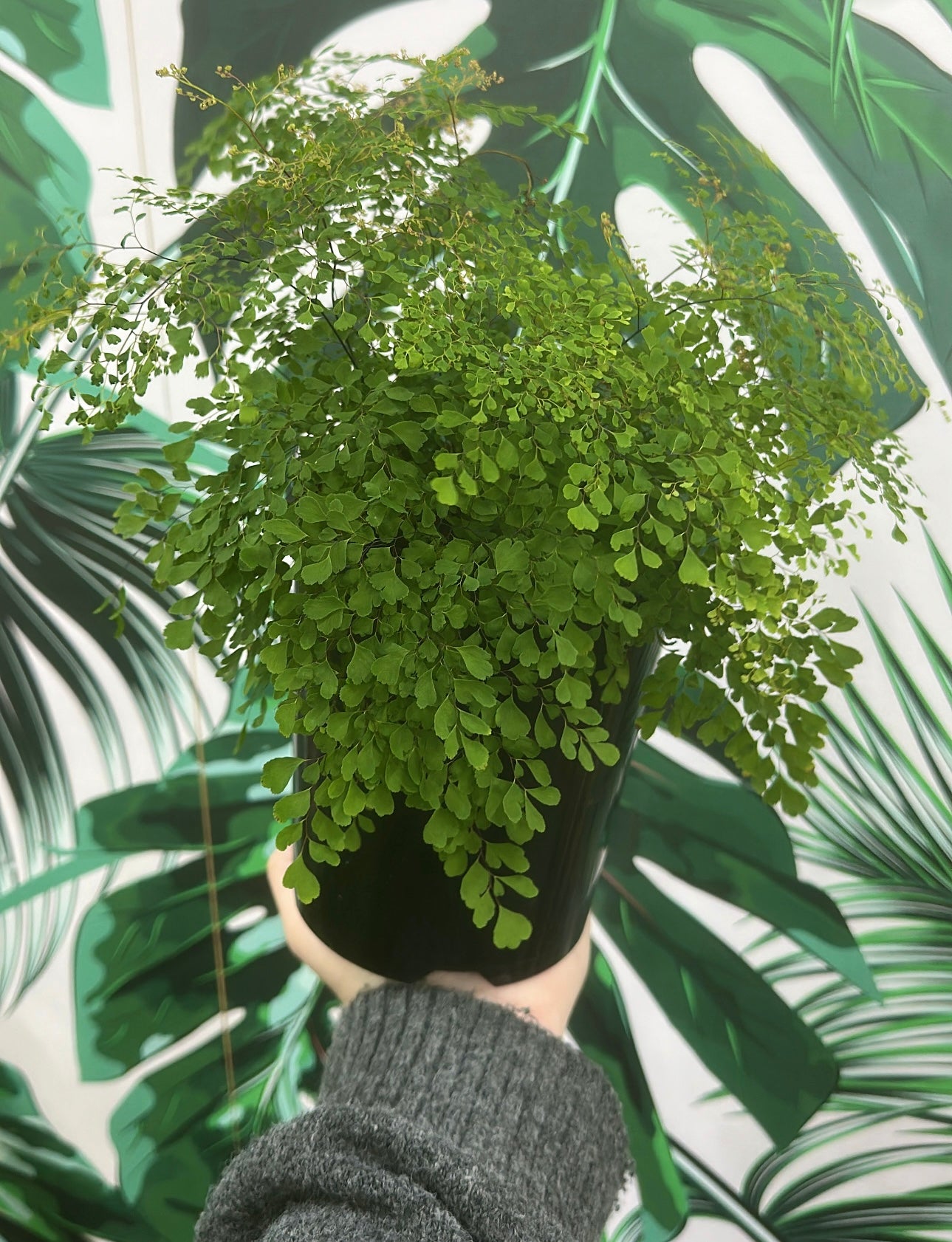 Fine Leaf Maiden Hair Fern