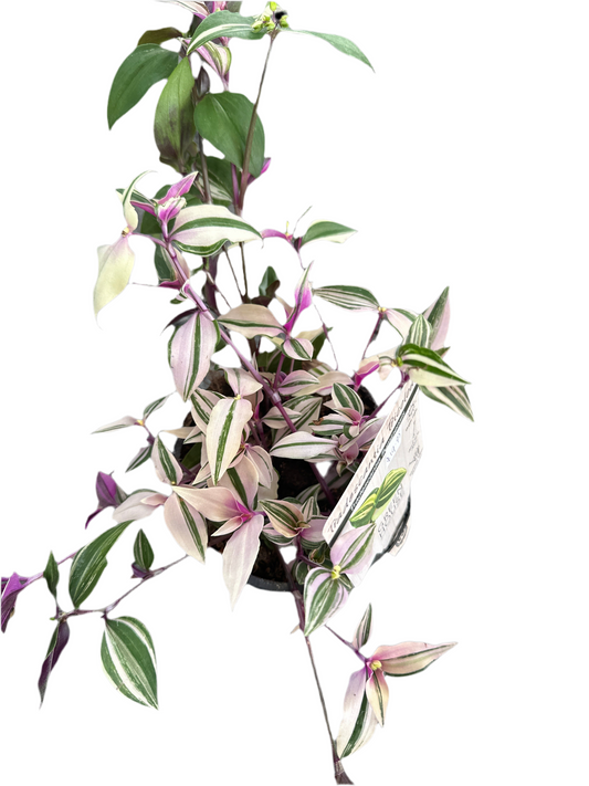 130mm Tradescantia Tricolour