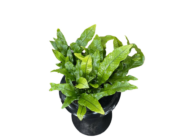 130mm Crocodyllus Fern
