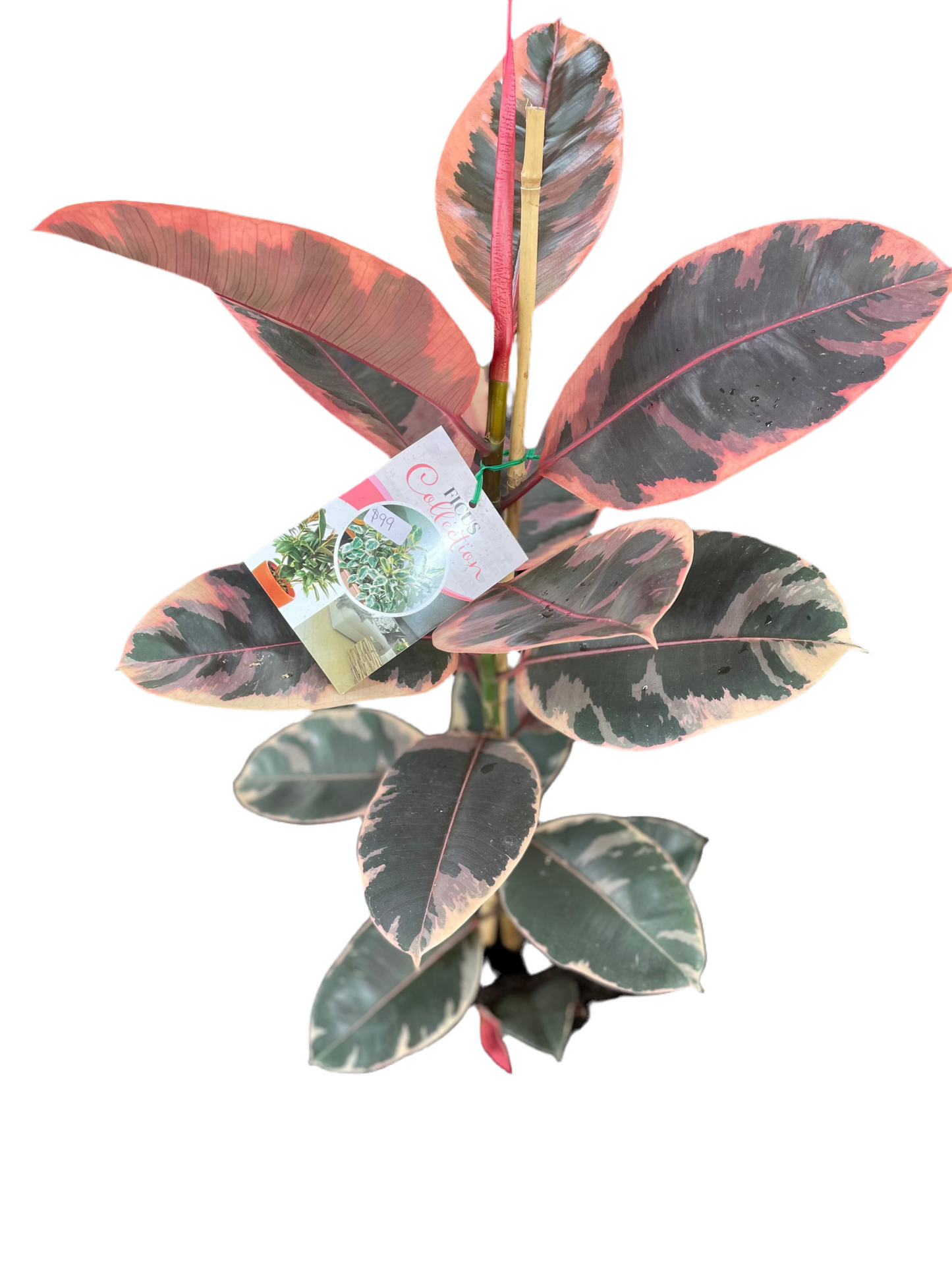 300mm Ficus Ruby