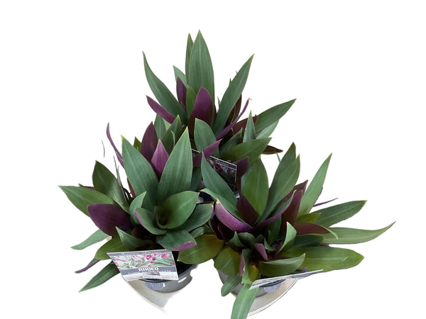 Rhoeo Discolour Dwarf