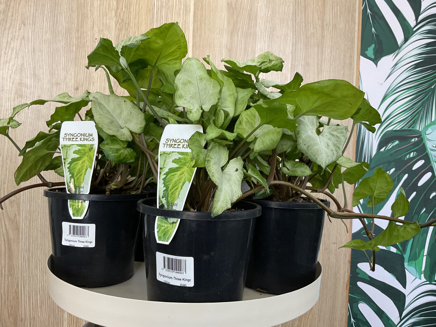 Syngonium Three Kings