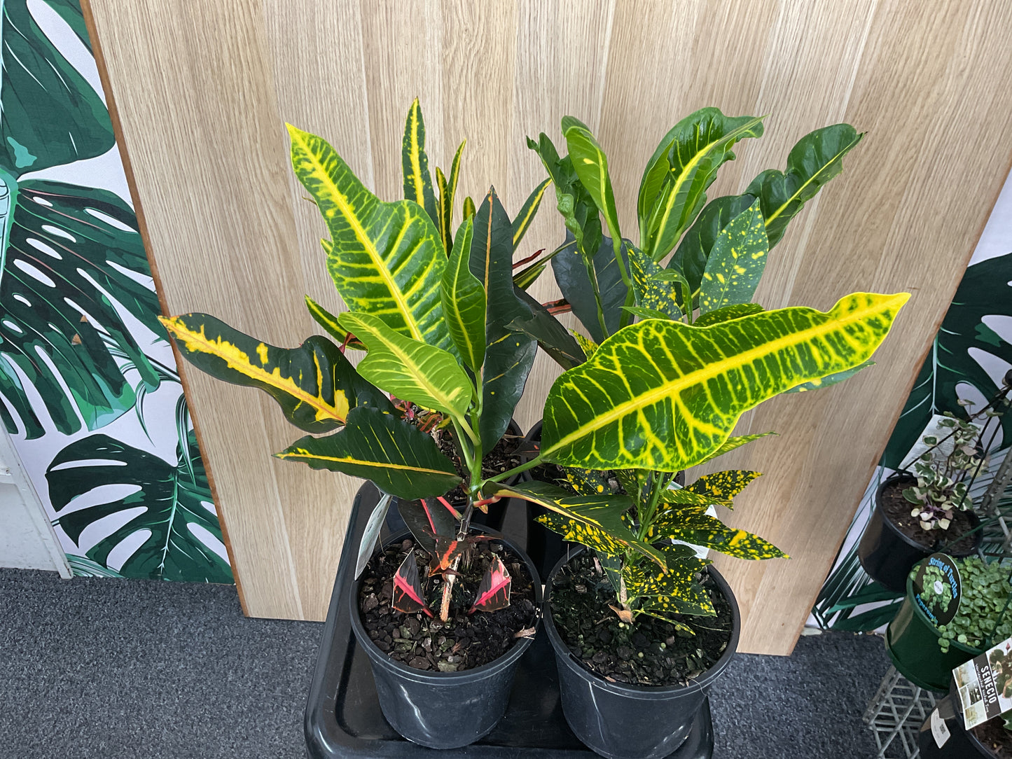 Variegated Croton