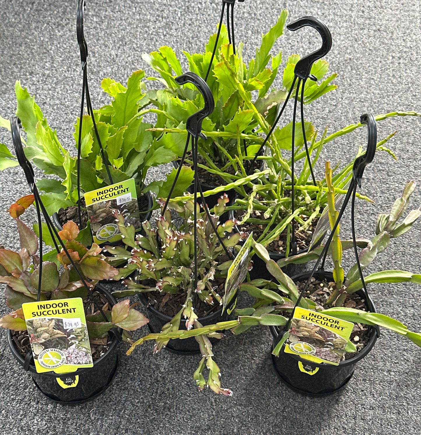 Rhipsalis Hanging Basket - Assorted