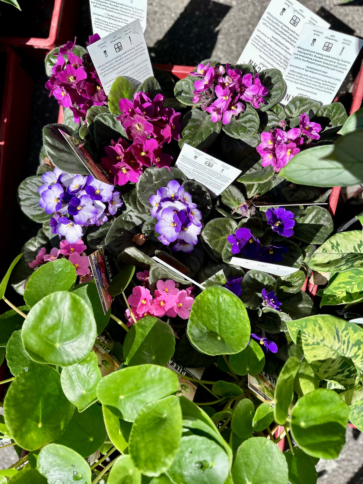 100mm African Violet - Assorted