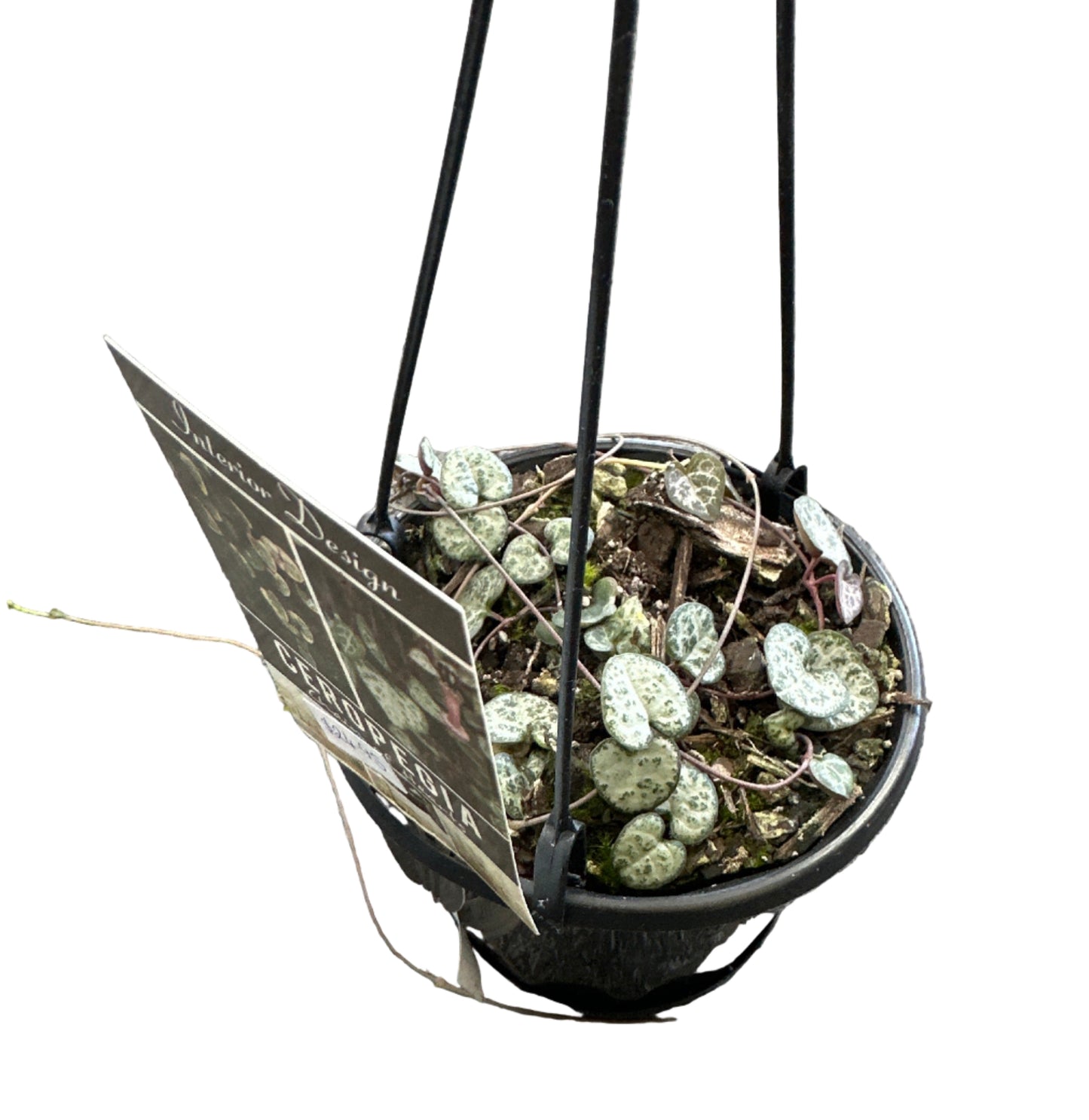 Ceropegia Woodii - Chain of Hearts