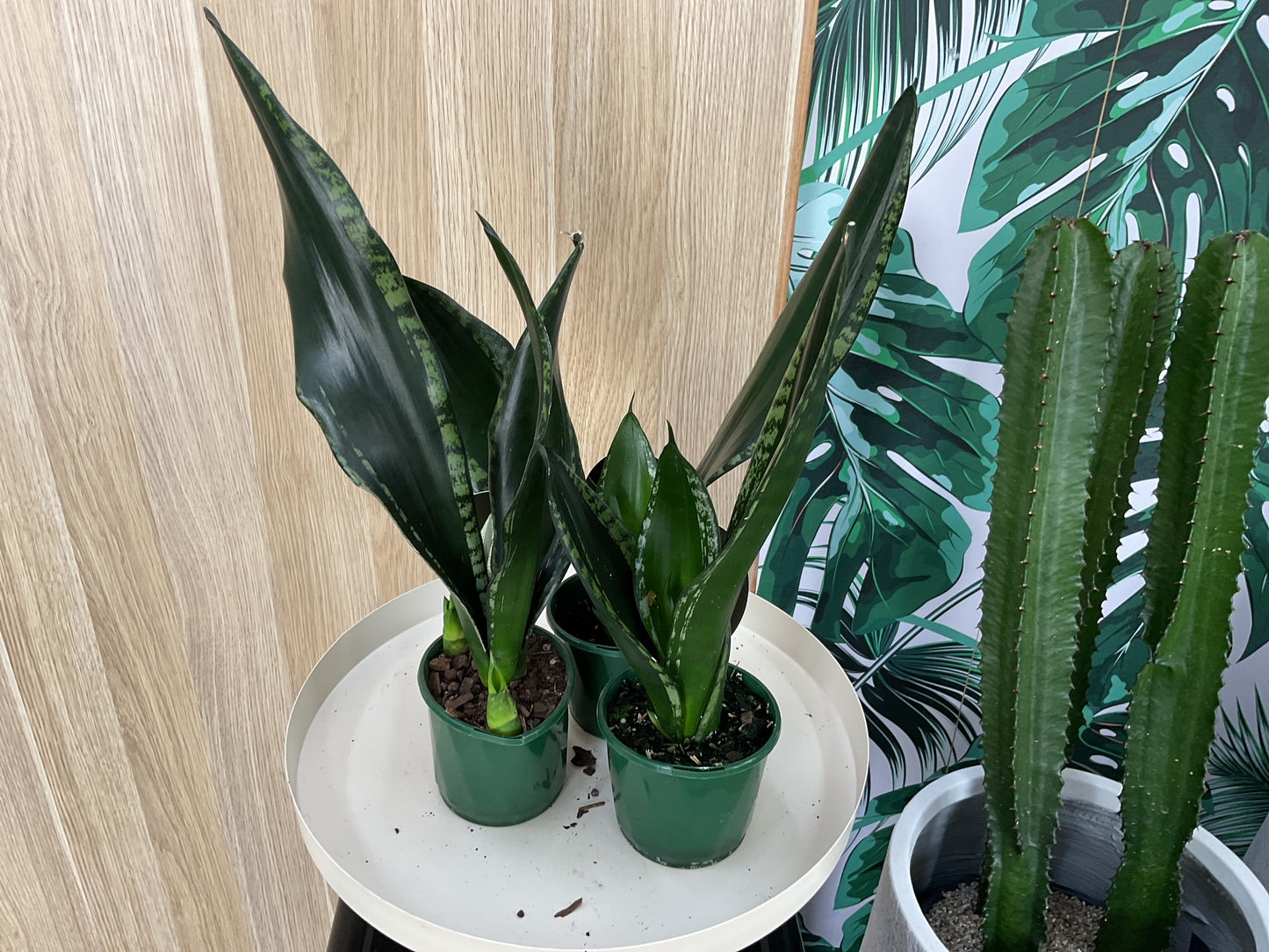 Sansevieria Whitney