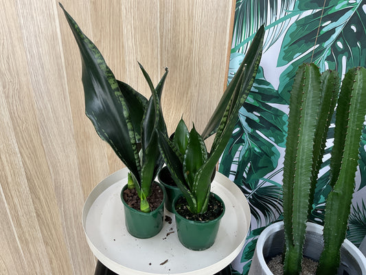 Sansevieria Whitney