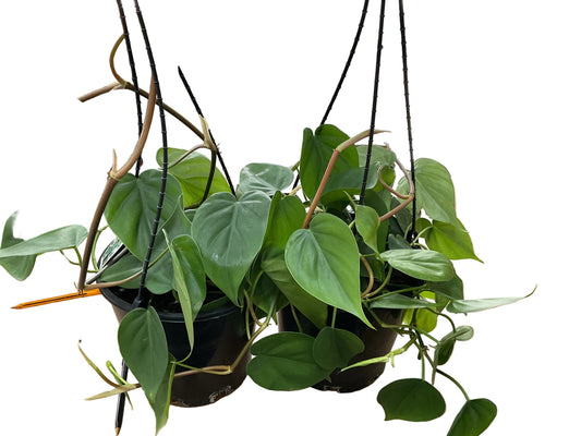 200mm Heartleaf Philodendron
