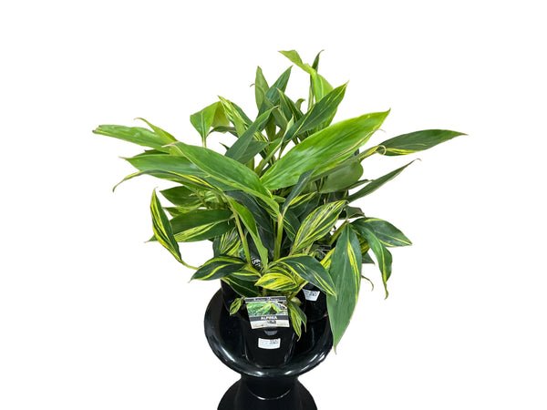 140mm Alpinia Zerumbet-Ornamental Ginger