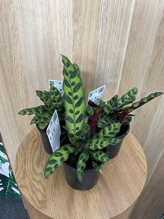 Calathea Rattlesnake