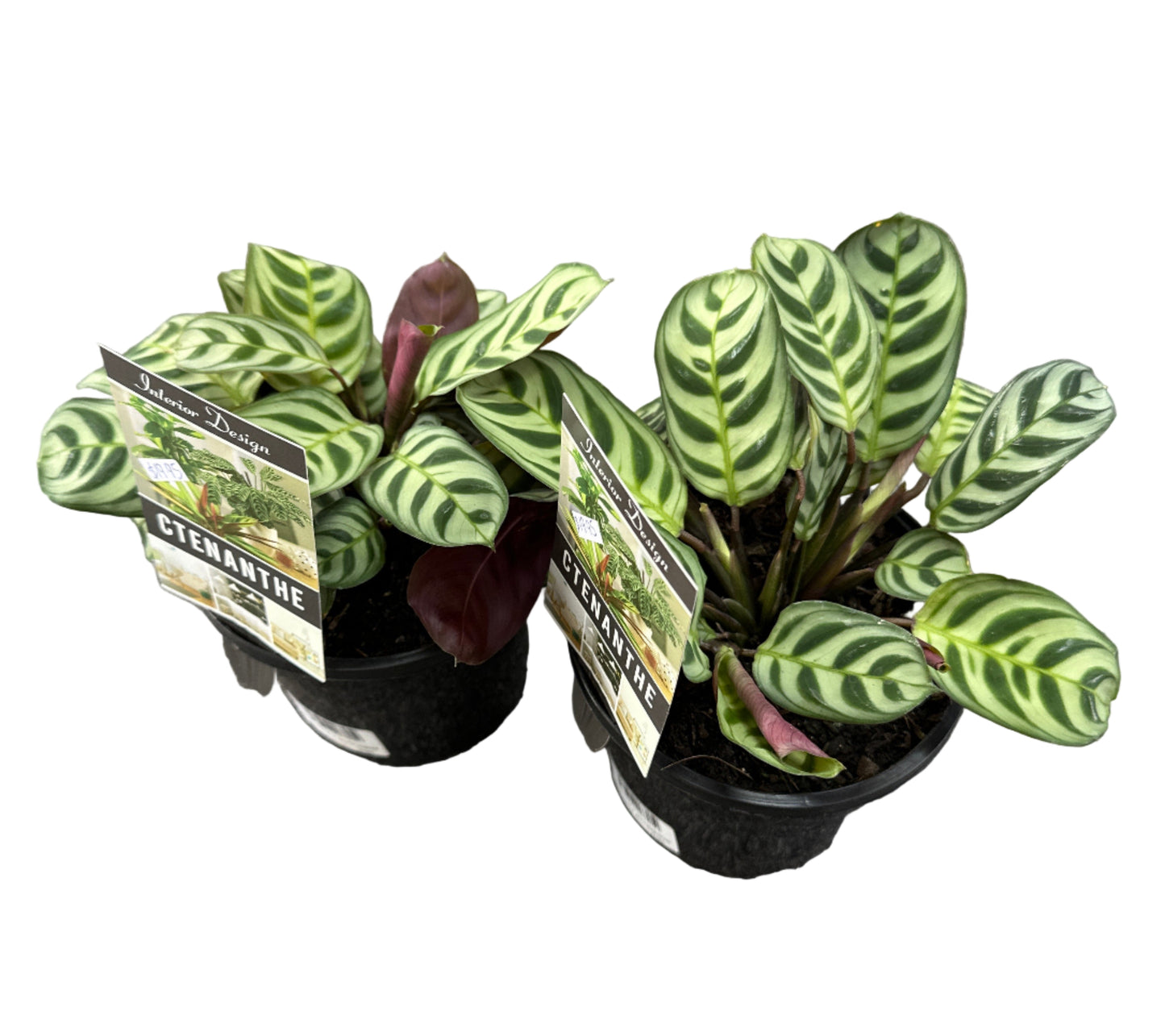 Ctenanthe Burle Marxii