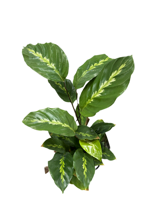 130mm Calathea louisae Maui Queen