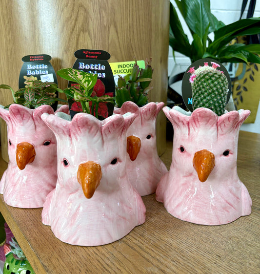 Pink Parrot & Plant Combo