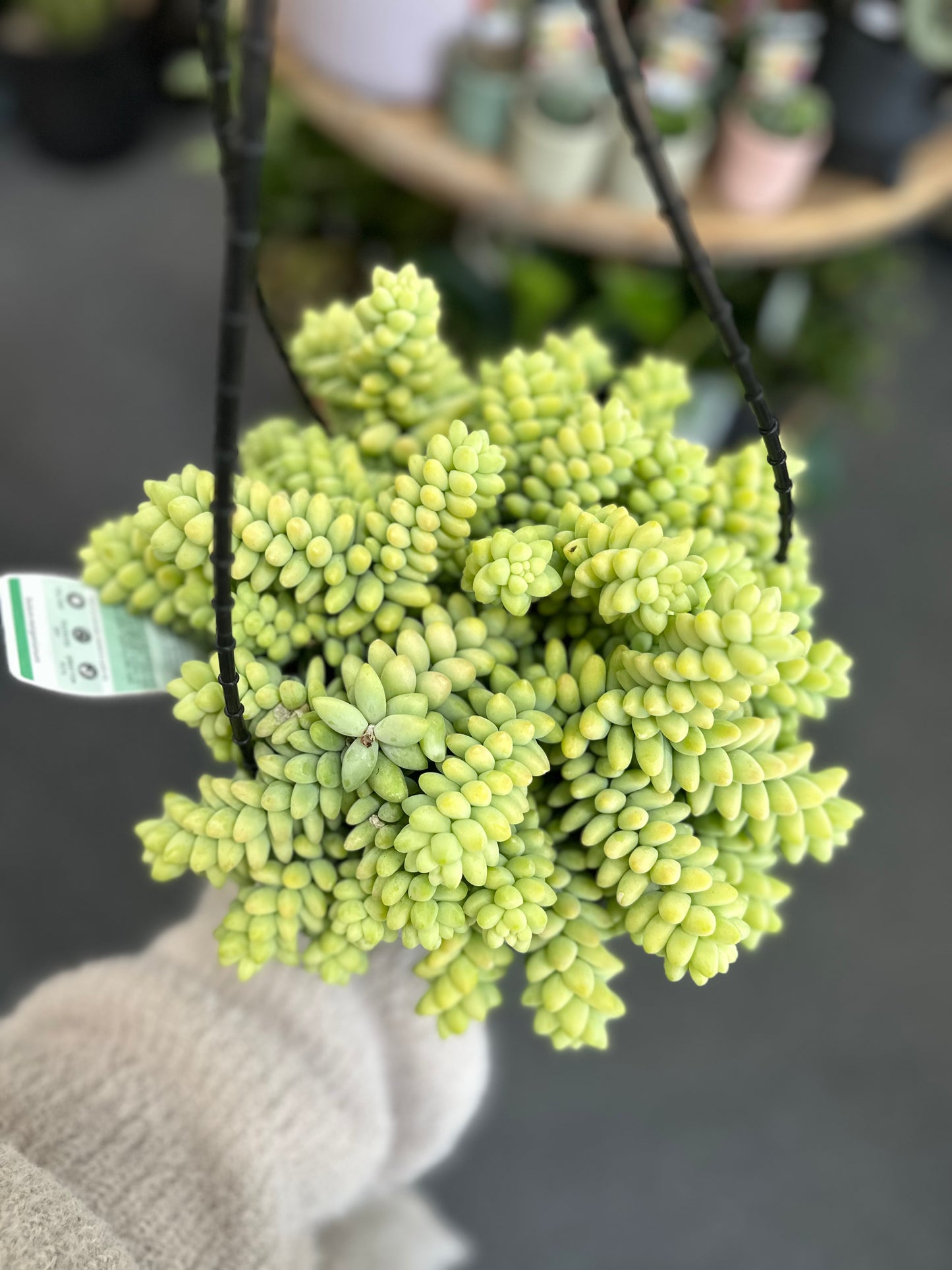 200mm Donkey Tail Hanging Basket