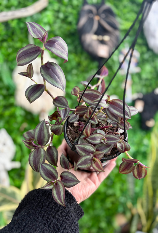 130mm Tradescantia zebrina Purple