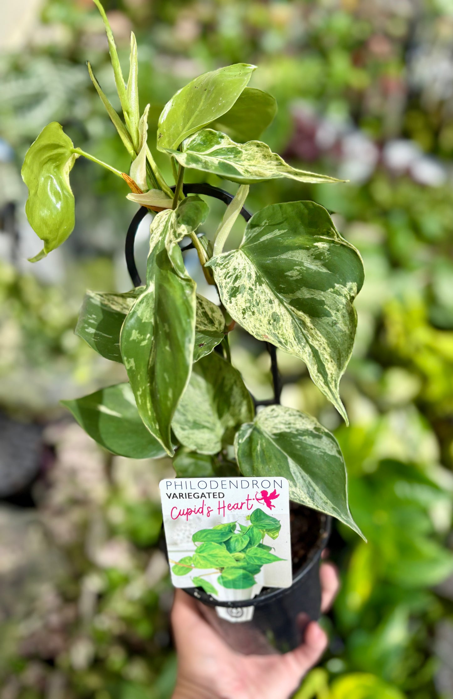 Philodendron Heartleaf Variegated