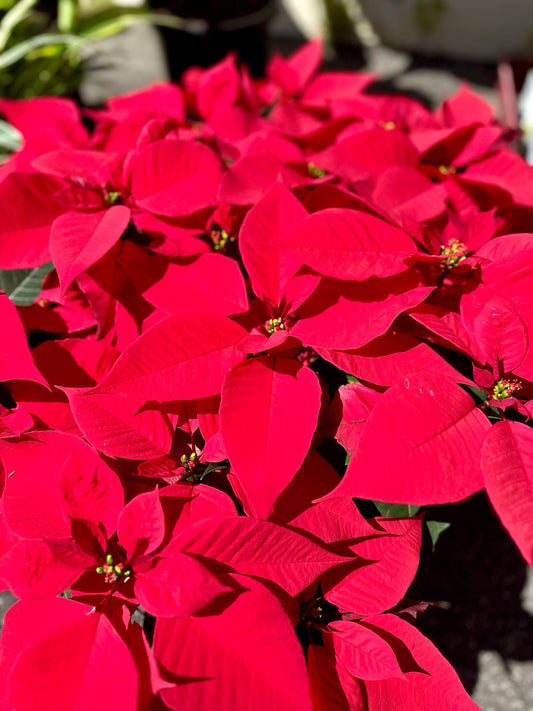 130mm Poinsettia