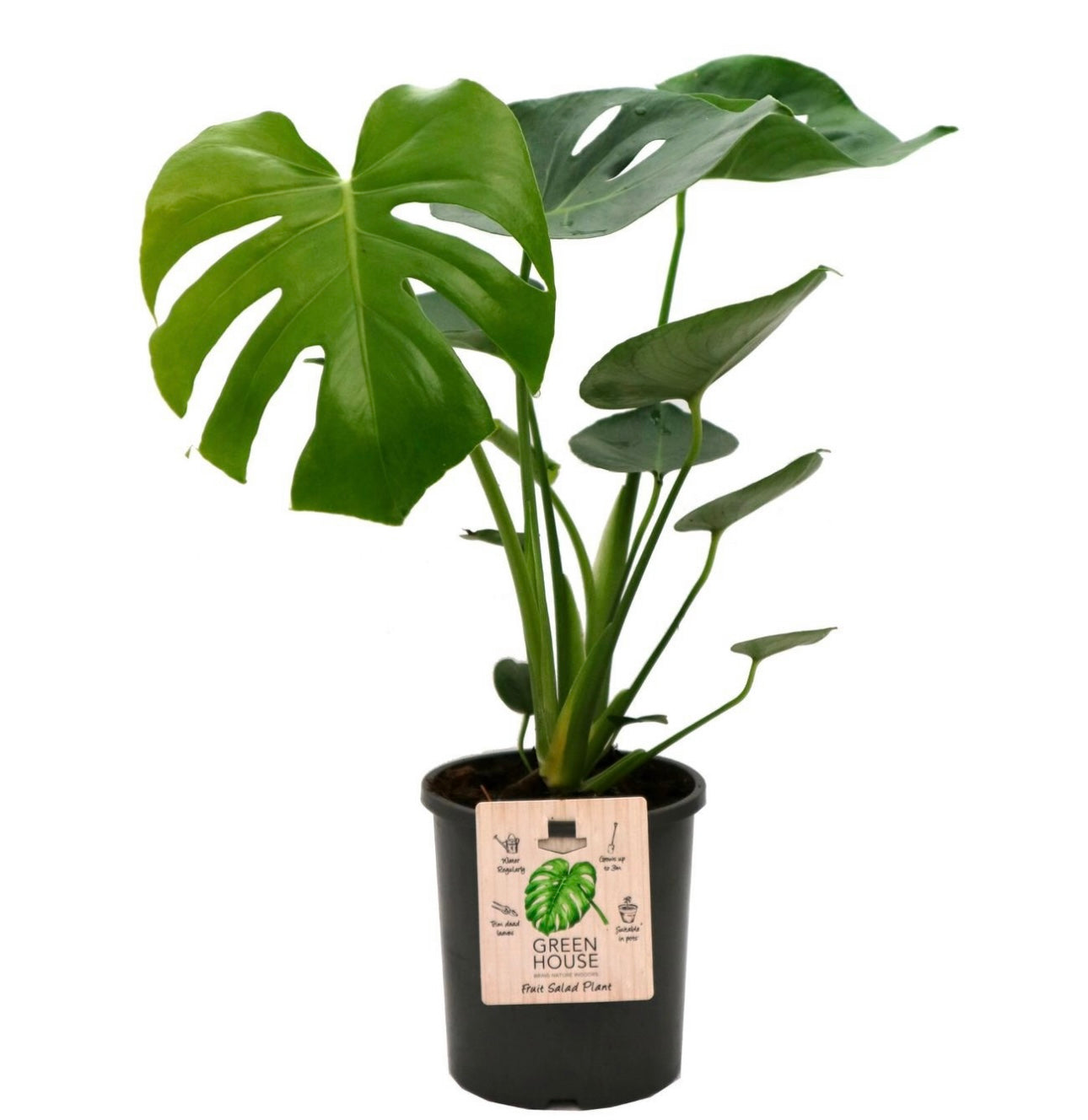 200mm Monstera Deliciosa