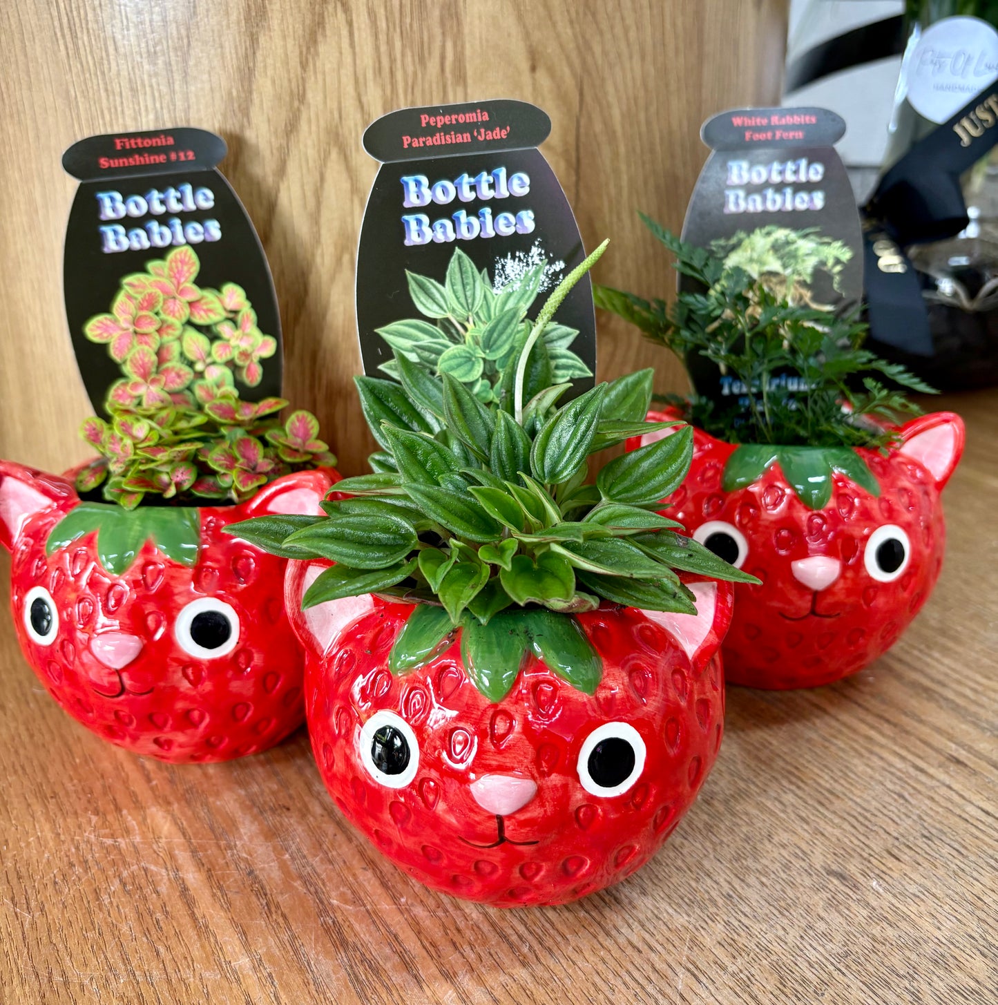 Strawberry Cat & Plant Combo