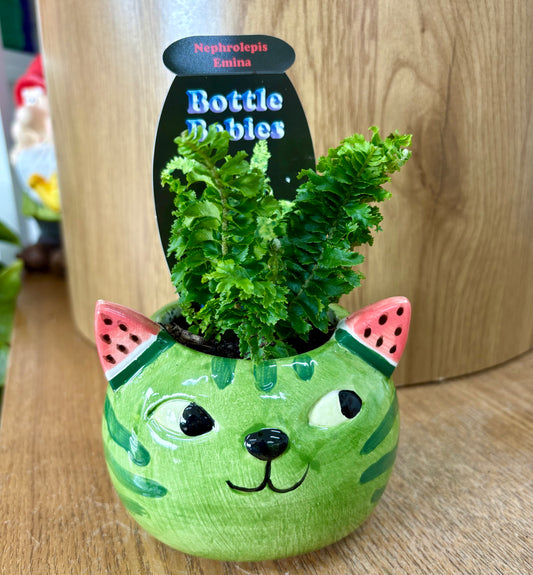 Watermelon Cat & Plant Combo