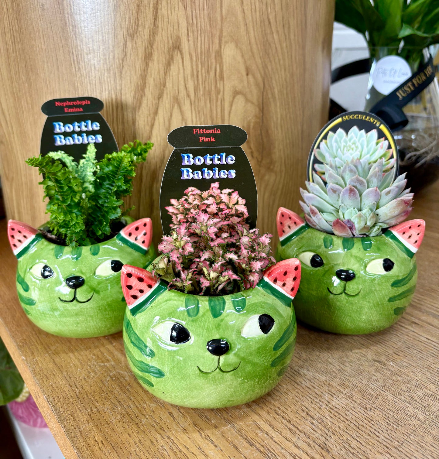 Watermelon Cat & Plant Combo