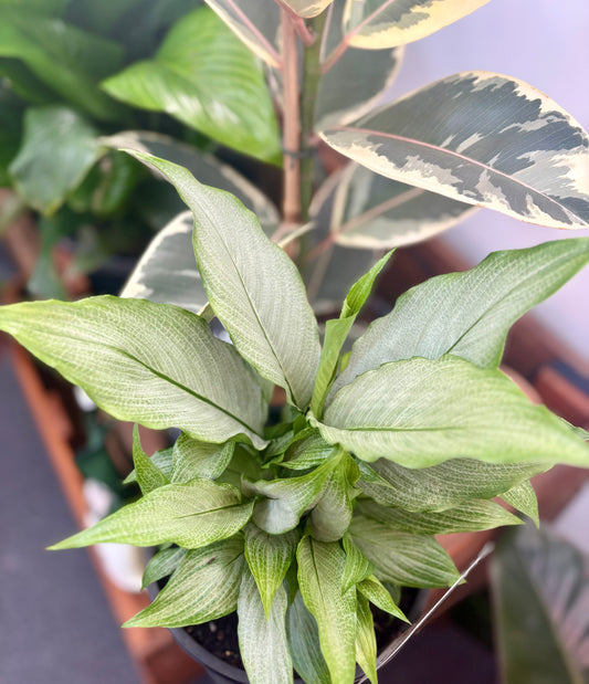 200mm Platinum Mist Peace Lily