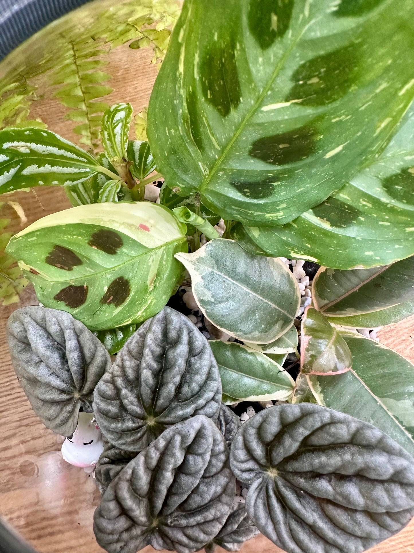 Cow Terrarium