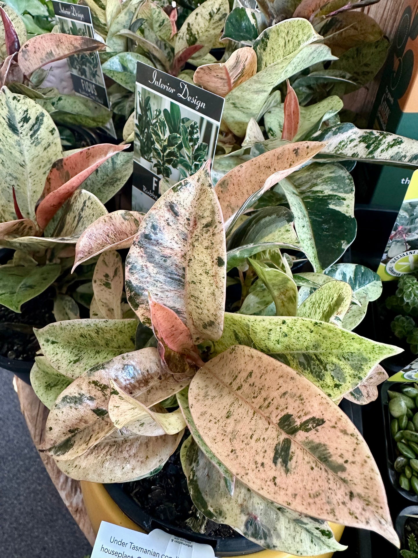 130mm Ficus Shivereana