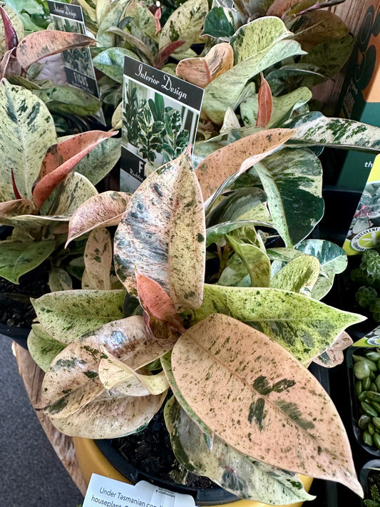 130mm Ficus Shivereana