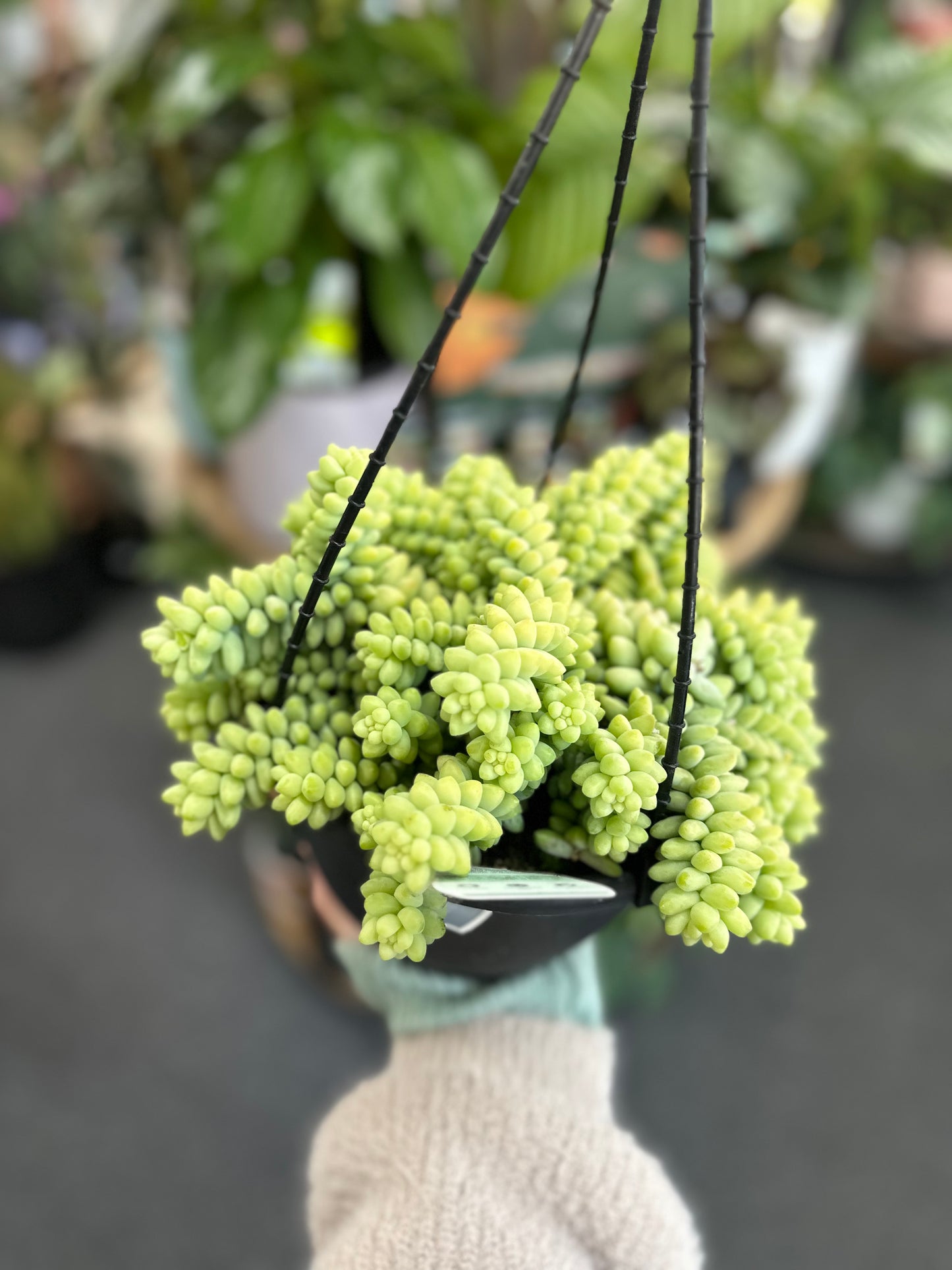 200mm Donkey Tail Hanging Basket