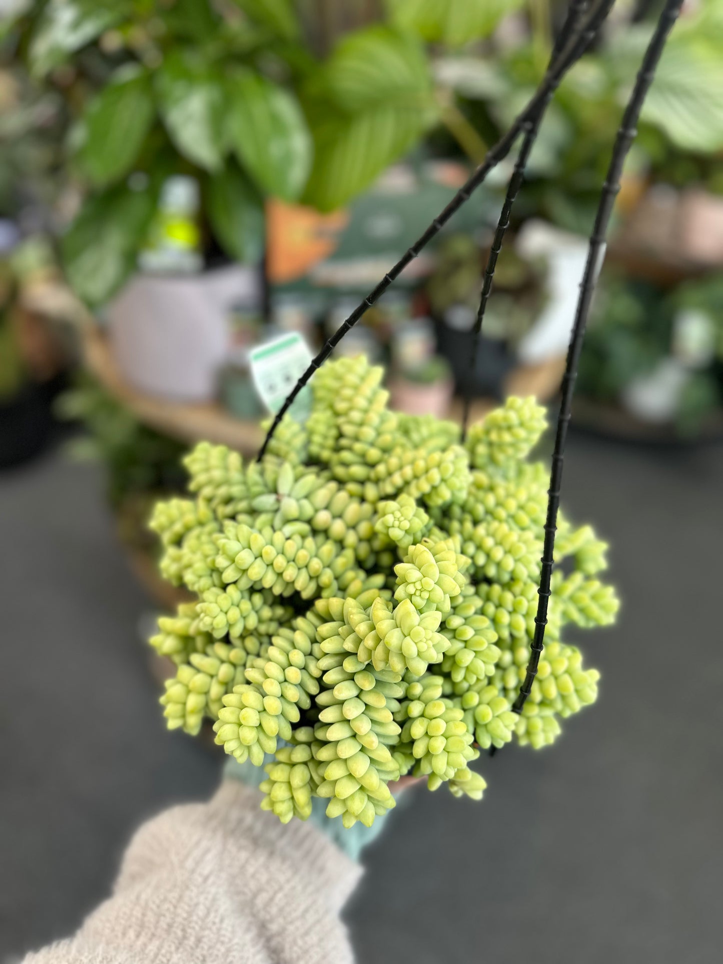 200mm Donkey Tail Hanging Basket