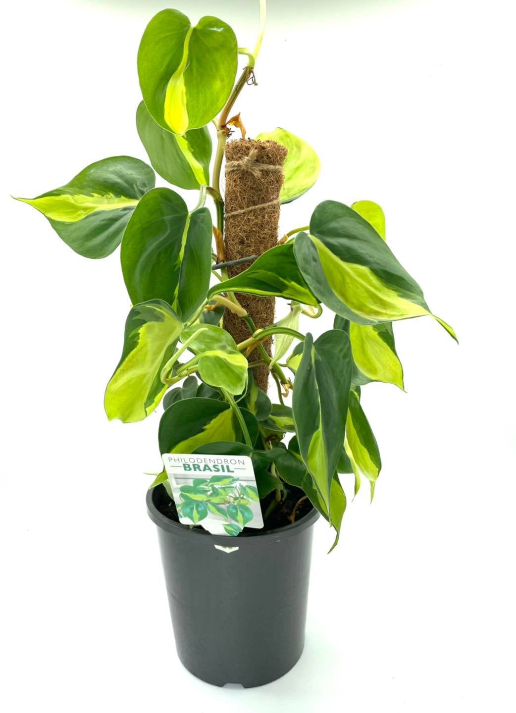 170mm Philodendron Brasil
