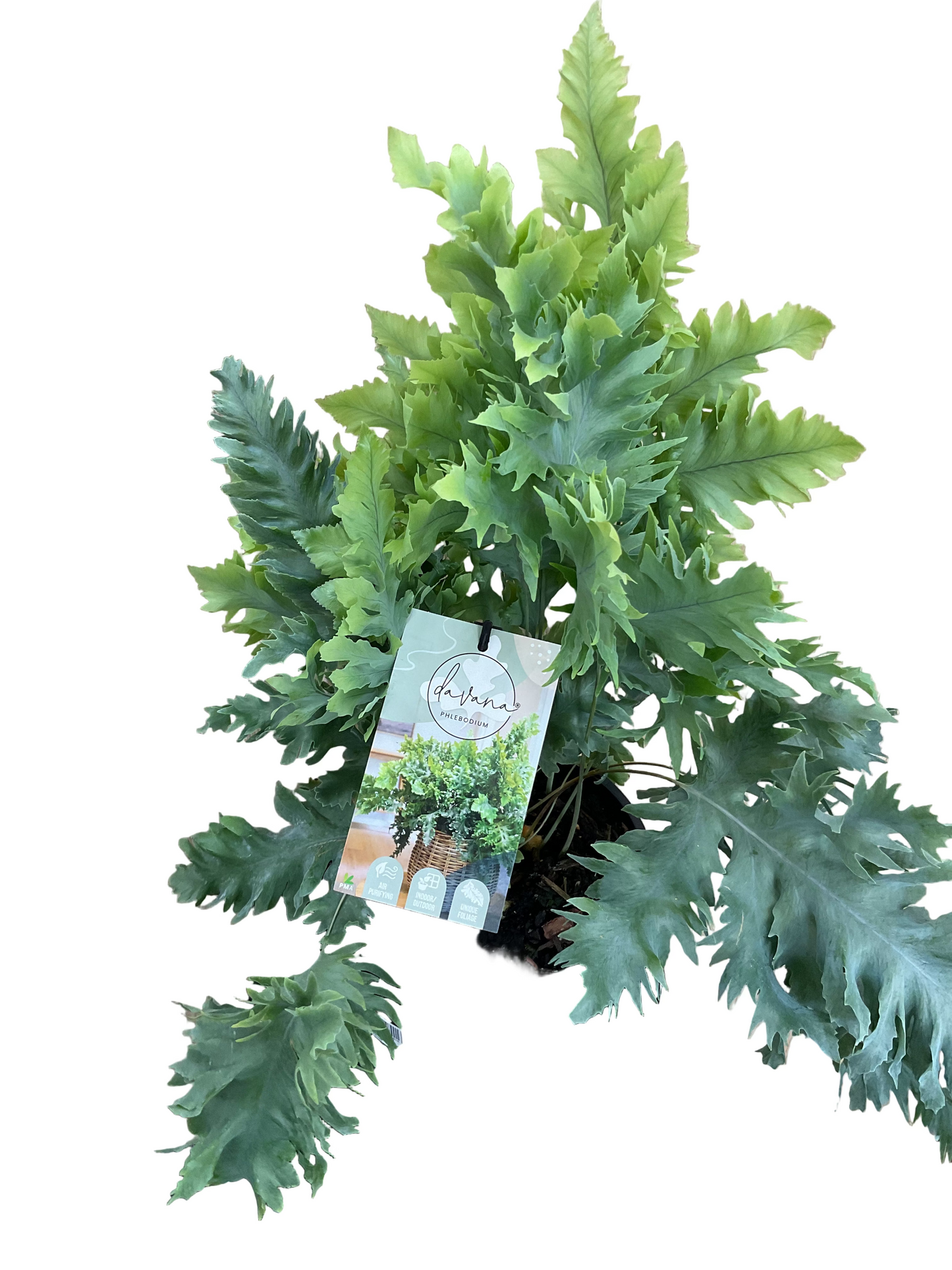 Phlebodium Davana Fern